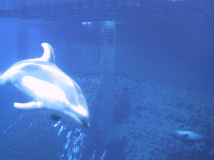 A dolphin in Vancouver Aquarium