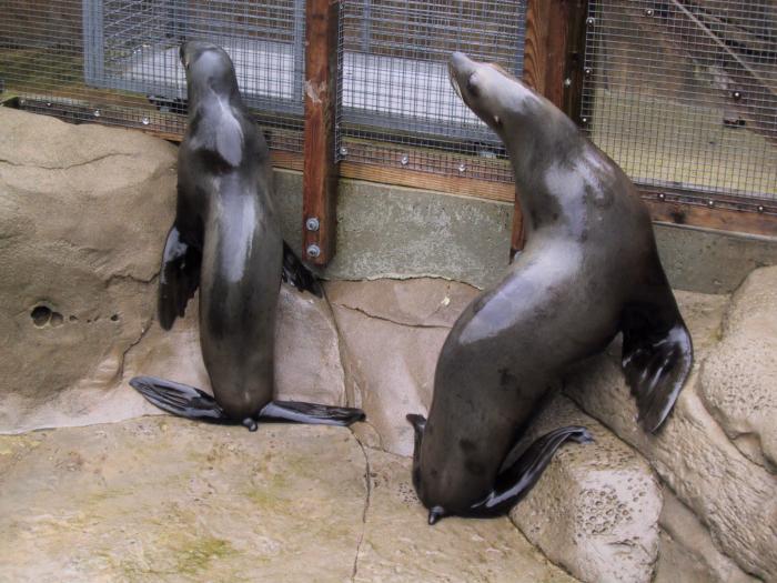 Sea Lions