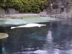 Beluga Whale