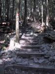 The beginning of the Grouse Grind is easy...