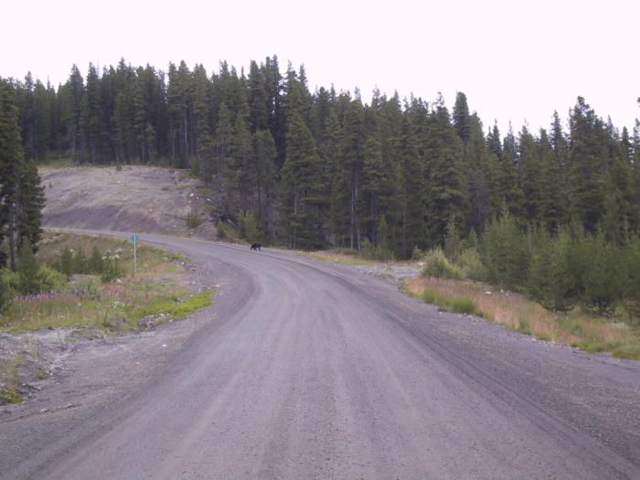 After turning, we saw black bears (a mother with two cubs) crossing the road.