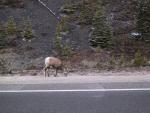 Some mountain goat along the road.