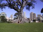 An afternoon in the Royal Botanic Garden