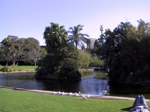 An afternoon in the Royal Botanic Garden