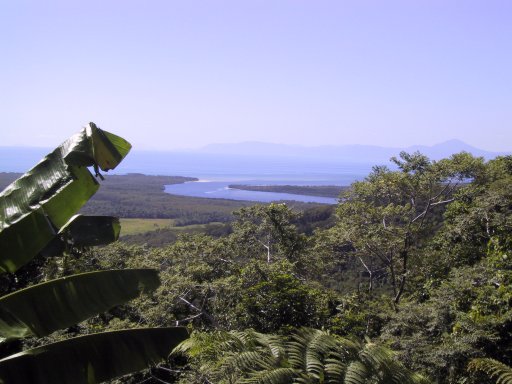 Cape Tribulation: tropical rainforest