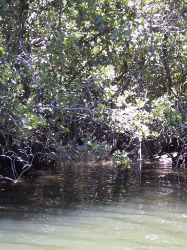 Crocodiles (I can't find them on the photos again either...)