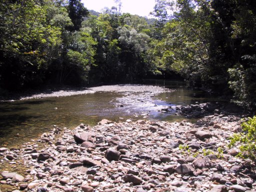 Further in the rainforest...