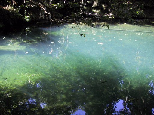 Beautiful water with some turtles.