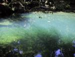 Beautiful water with some turtles.