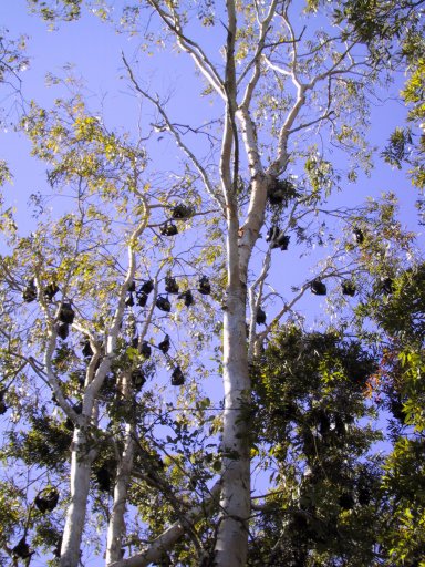 Bats. 40,000 of them...
