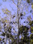 Bats. 40,000 of them...