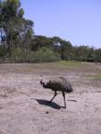 Some rather tall Emus...