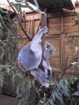 Fluffy lazy Koalas